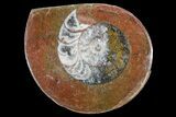 2-3" Polished, Fossil Goniatite "Button"  - Photo 4